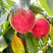 ヒメ日記 2025/08/15 22:30 投稿 一場さゆり 大人めシンデレラ 新横浜店（シンデレラグループ）