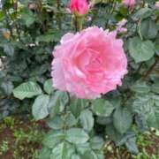 一場さゆり 19:30-22時 大人めシンデレラ 新横浜店（シンデレラグループ）