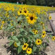 一場さゆり 12ｰ13:30 大人めシンデレラ 新横浜店（シンデレラグループ）