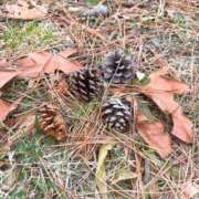 一場さゆり お礼 大人めシンデレラ 新横浜店（シンデレラグループ）