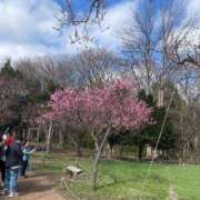 ヒメ日記 2025/04/23 18:49 投稿 【こはる】業界未経験美巨乳ちゃん バブルリングプラス