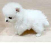 ヒメ日記 2025/02/28 22:01 投稿 かぐら　ゴールド CLUB虎の穴 福岡店