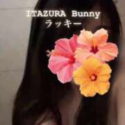 ヒメ日記 2025/05/05 13:20 投稿 ラッキー いたずらバニーちゃん