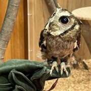 ヒメ日記 2025/05/08 04:30 投稿 ラッキー いたずらバニーちゃん