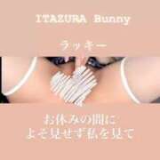 ヒメ日記 2025/05/08 09:40 投稿 ラッキー いたずらバニーちゃん