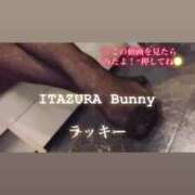 ヒメ日記 2025/05/10 12:40 投稿 ラッキー いたずらバニーちゃん