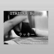 ヒメ日記 2025/05/11 19:00 投稿 ラッキー いたずらバニーちゃん