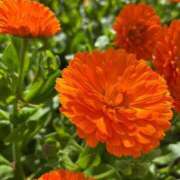 ヒメ日記 2025/06/01 23:20 投稿 ラッキー いたずらバニーちゃん