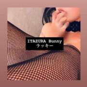 ヒメ日記 2025/06/30 10:10 投稿 ラッキー いたずらバニーちゃん