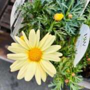 ヒメ日記 2025/03/29 12:25 投稿 りな なでしこ(十三)