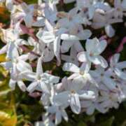 ヒメ日記 2025/05/15 20:36 投稿 純奈 昼顔妻 五反田店