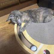 ヒメ日記 2025/09/21 22:29 投稿 ひかる 香川高松ちゃんこ