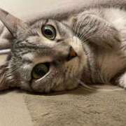 ヒメ日記 2025/10/06 00:39 投稿 ひかる 香川高松ちゃんこ