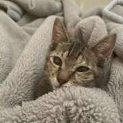 ヒメ日記 2025/10/11 04:19 投稿 ひかる 香川高松ちゃんこ