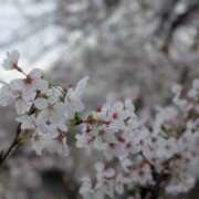 ヒメ日記 2026/04/01 10:31 投稿 夏（ナツ） アバンチュール(五反田)