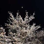 ヒメ日記 2025/04/06 22:15 投稿 ねこ 電マナイザー イラマチオン