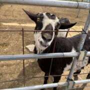 ヒメ日記 2025/04/20 13:35 投稿 ねこ 電マナイザー イラマチオン