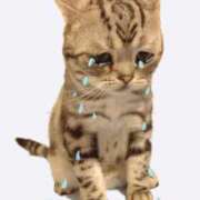 ヒメ日記 2025/05/11 16:25 投稿 ねこ 電マナイザー イラマチオン