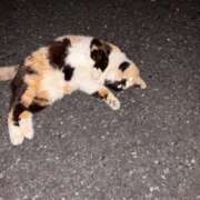 ヒメ日記 2025/05/22 16:48 投稿 ねこ 電マナイザー イラマチオン