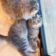 ヒメ日記 2025/07/19 18:25 投稿 ねこ 電マナイザー イラマチオン