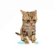 ヒメ日記 2025/08/05 00:05 投稿 ねこ 電マナイザー イラマチオン