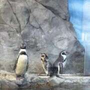 ヒメ日記 2025/08/22 21:25 投稿 ねこ 電マナイザー イラマチオン