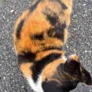 ヒメ日記 2026/02/26 22:37 投稿 ねこ 電マナイザー イラマチオン