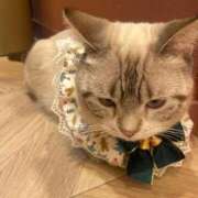 ヒメ日記 2026/03/27 17:36 投稿 ねこ 電マナイザー イラマチオン