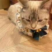 ヒメ日記 2026/05/30 13:07 投稿 ねこ 電マナイザー イラマチオン