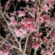 ヒメ日記 2025/03/22 03:33 投稿 りの Sナース女学園