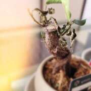 ヒメ日記 2025/05/04 17:22 投稿 たお 甲府人妻隊