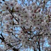 ヒメ日記 2025/04/17 09:26 投稿 むぎ マリン千姫