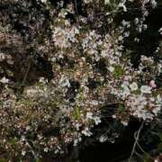 ヒメ日記 2025/04/20 12:26 投稿 むぎ マリン千姫