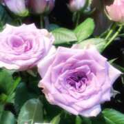 ヒメ日記 2025/08/01 10:11 投稿 遥香 ミセスハンドセラピー