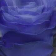 ヒメ日記 2025/09/14 13:13 投稿 遥香 ミセスハンドセラピー