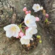 ヒメ日記 2026/03/27 10:13 投稿 遥香 ミセスハンドセラピー