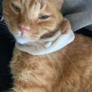 ヒメ日記 2026/01/22 21:15 投稿 みく お姉さんSelect