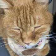 ヒメ日記 2026/03/05 19:31 投稿 みく お姉さんSelect