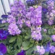 ヒメ日記 2024/12/31 18:45 投稿 長谷川もえ ゴシップガール～淑女不倫～