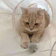 ゆあ ごめんなさい😭 群馬伊勢崎ちゃんこ