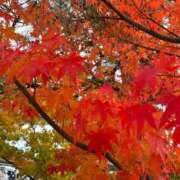 唐沢なつみ 20日のお礼です 五十路マダム 浜松店(カサブランカグループ)