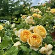 ヒメ日記 2025/09/10 12:41 投稿 ゆり プールサイド新橋店