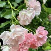 ヒメ日記 2025/09/10 13:44 投稿 ゆり プールサイド新橋店