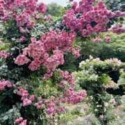 ヒメ日記 2025/09/10 13:48 投稿 ゆり プールサイド新橋店