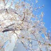 ヒメ日記 2025/04/13 11:03 投稿 三井さと 禁断のメンズエステR-18堺・南大阪店