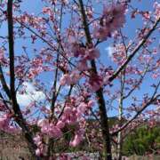 ヒメ日記 2025/04/27 10:51 投稿 三井さと 禁断のメンズエステR-18堺・南大阪店