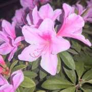 ヒメ日記 2025/05/09 23:04 投稿 あんり フィエスタ