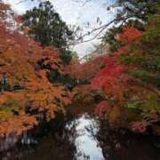 ヒメ日記 2025/11/20 09:14 投稿 ひまわり Evolution 2nd