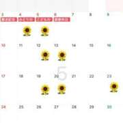 ヒメ日記 2026/05/04 10:18 投稿 ひまわり Evolution 2nd