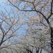 ヒメ日記 2025/04/08 13:18 投稿 ひかり 静岡駅前ちゃんこ